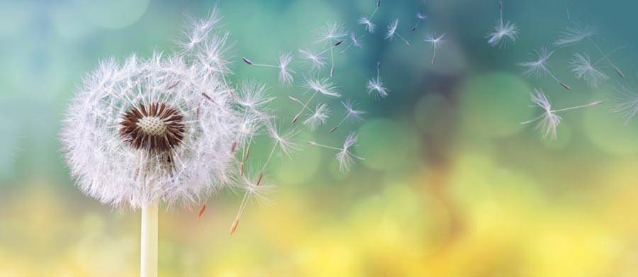 Sviluppo Sito Internet Psicologo Rho