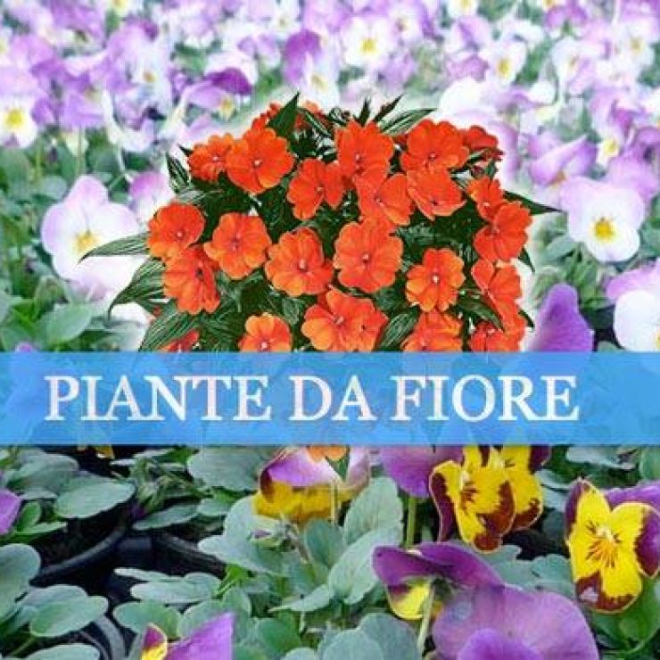 sito-internet-vivaio-vimercate