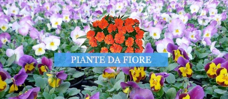 sito-internet-vivaio-vimercate