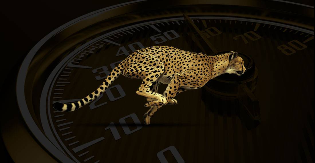 realizzazione sito web veloce